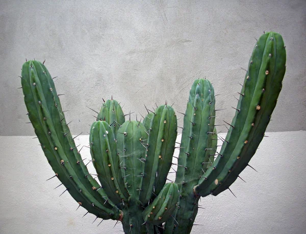Kaktus Niższym Górnej Szary Ciemny Szary Tło Kolce Które Wyraźnie — Zdjęcie stockowe