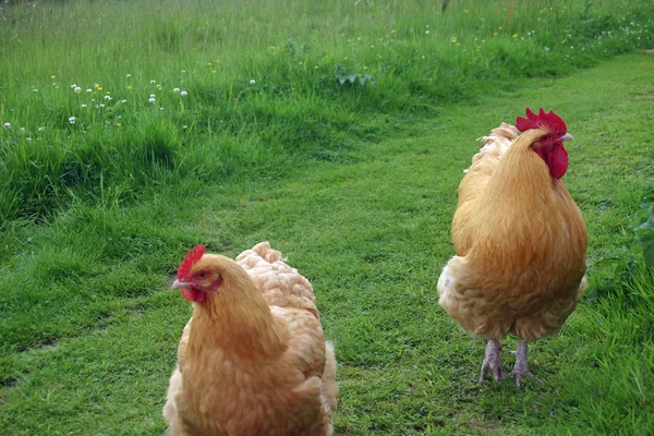 Φως Καφέ Κόκορα Κοτόπουλο Κόκορας Και Κότα Στην Άκρη Ενός — Φωτογραφία Αρχείου