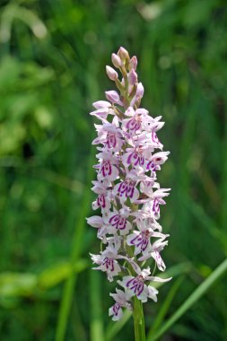 Ortak benekli orkide (Dactylorhiza fuchsii) çiçek içinde arka plan bulanık yeşil bitki örtüsü ile yakından.