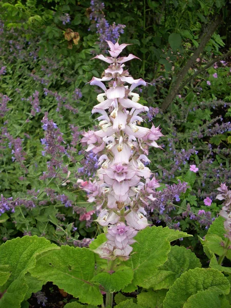 Yaprakları Açıkça Görünür Ile Tıbbi Bitki Adaçayı Salvia Sclarea Uzun — Stok fotoğraf