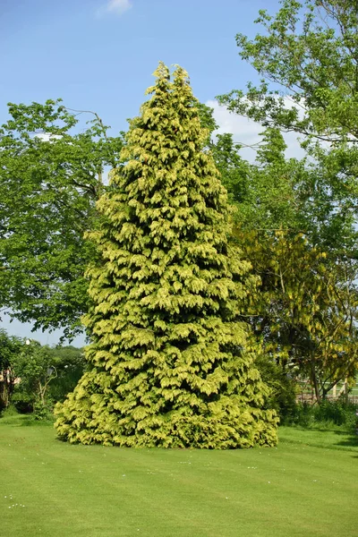 Uzun Boylu Soluk Yeşil Kozalaklı Ağaç Bahçe Ağaçları Arka Planı — Stok fotoğraf
