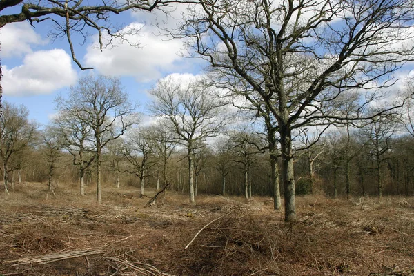 Skogmark Med Eikestandard Quercus Robur Som Nylig Oppskåret Har Skjært – stockfoto