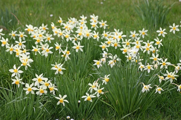 Beyaz nergis (Narcissus) sarı merkezleri bir ormanlık ekledik.