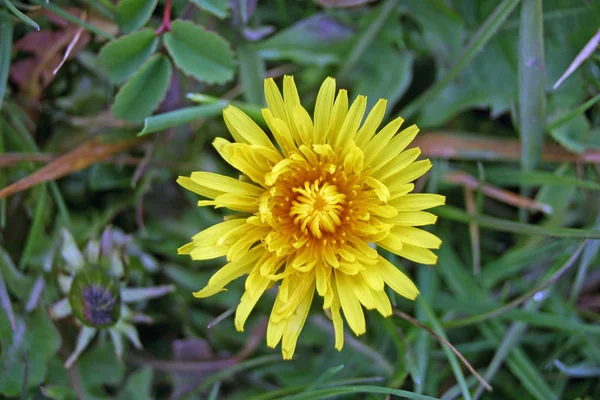 Gelber Löwenzahn Wahrscheinlich Taraxacum Officinale Blüte Von Oben Gesehen Wächst — Stockfoto