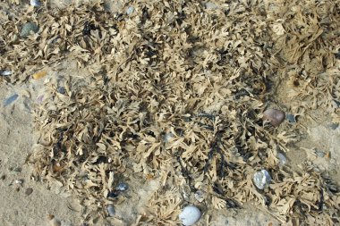 Bir plaj strandline, kum ve çakıl bir arka plan üzerinde deniz yosunu kurumuş.