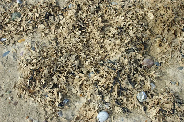 Bir plaj strandline, kum ve çakıl bir arka plan üzerinde deniz yosunu kurumuş.