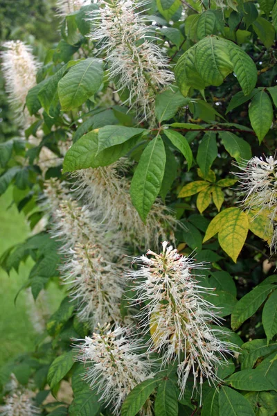 Fleurs Châtaignier Nain Aesculus Parviflora Sur Buisson Avec Fond Feuilles — Photo