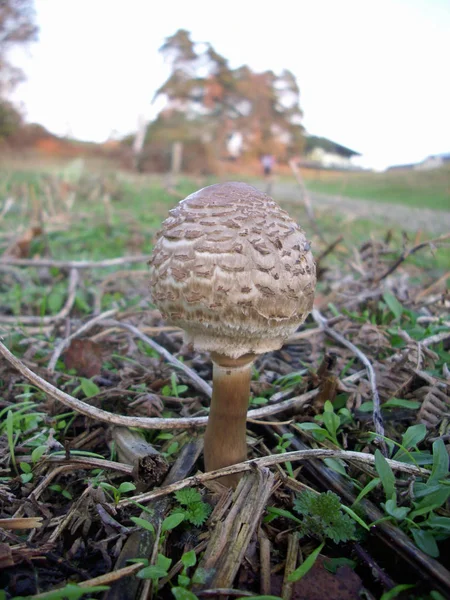 Mushroom Emerging Soil Surrounded Dead Bracken Pteridium Aquilinum Other Plants — Stock Photo, Image