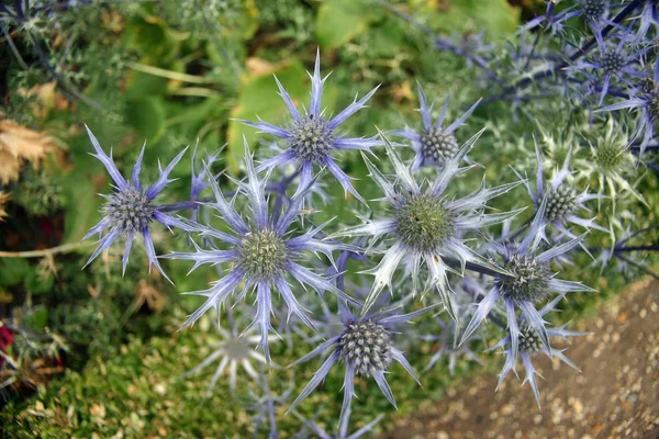 Eryngium Agrifoglio Marino Fiori Visti Dall Alto Con Uno Sfondo — Foto Stock