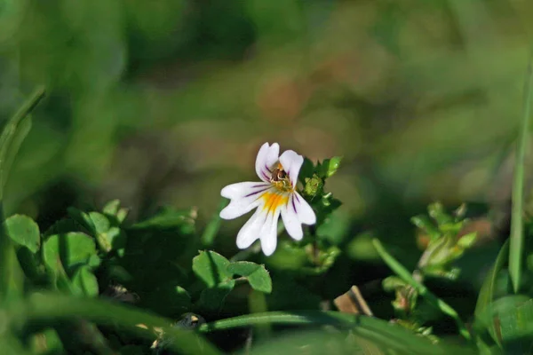 Makro küçük ama hassas Eyebright (Euphrasia) çiçek. Diğer bitkilerin yeşil arka plan bulanık.