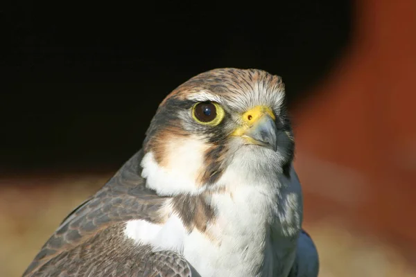 Falcon head and shoulders facing forwards and in profile with red and yellow dark background.