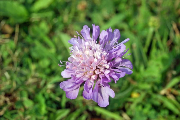 Singolo Lilla Campo Colorato Scabious Knautia Arvensis Fiore Con Uno — Foto Stock