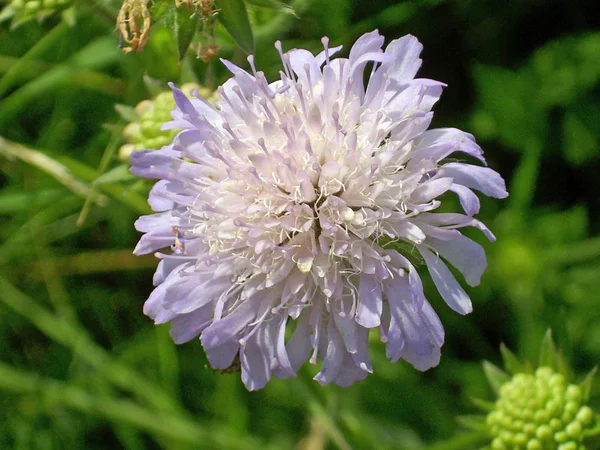 Close up of a lilac field scabious (Knautia arvensis) flower with a background of buds of the same plant and green foliage.