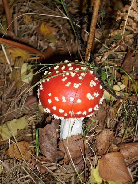 赤い帽子に特徴的な白い斑点と未熟なベニテングタケ キノコ ベニテングダケ 落ち葉や草でワラビの背景 — ストック写真