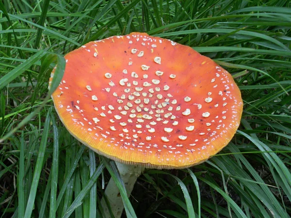 Fly Agaric Mushroom Amanita Muscaria Characteristic White Spots Red Cap — Stock Photo, Image