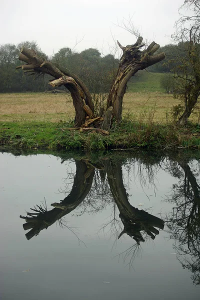 Salgueiro Bifurcado Recentemente Polarizado Lado Rio Com Reflexo Árvore Água — Fotografia de Stock