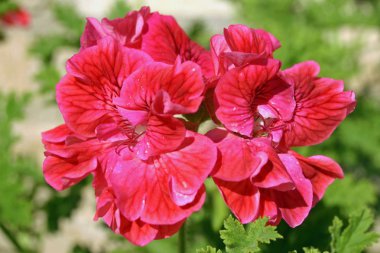 Açık ve koyu pembe Sardunya çiçekleri kendine özgü daha koyu damarlı. Yaprakların arka plan.