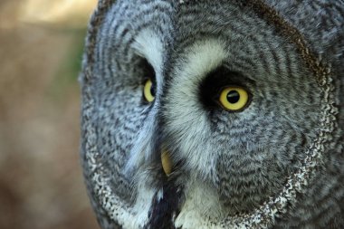Büyük gri baykuş (Strix nebulosa) baş ve boyun sağ tarafı odak ve defocussed sol tarafında yüz disk sola bakıyor. Arka plan bulanık.
