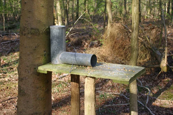 Metall Gamebird Feeder Två Trästolpar Bredvid Ett Träd Skog Med — Stockfoto