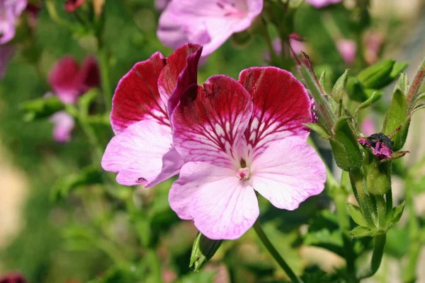 Licht Donker Roze Geranium Bloeit Met Opvallende Donkere Aders Achtergrond — Stockfoto