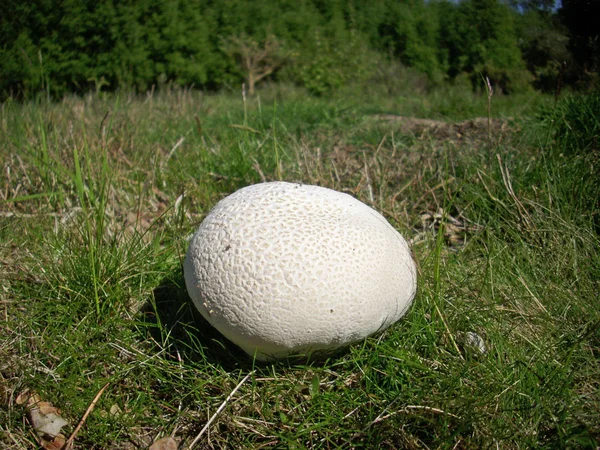 Weißer Riesenpuffballpilz Calvatia Gigantea Wächst Auf Wiesen Mit Einem Hintergrund — Stockfoto