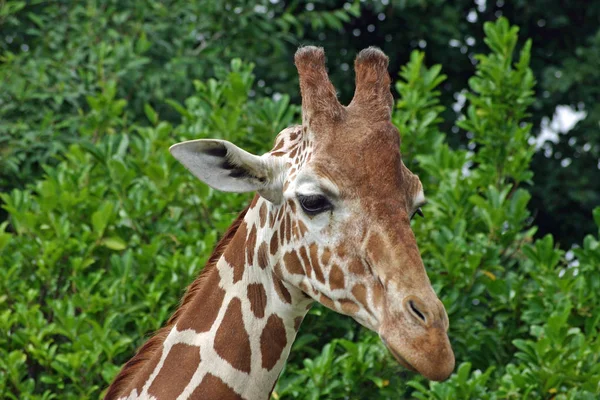 Fej Nyak Zsiráf Giraffa Camelopardalis Háttérben Fát Lombozat — Stock Fotó