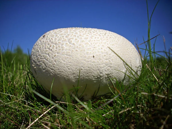 巨大なタンポポの綿毛 Calvatia 菌が草地で成長して 草と青空の背景 — ストック写真