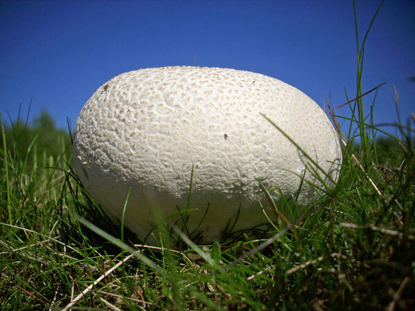 Giant puffball (Calvatia gigantea) fungus growing in grassland. Background of grass and deep blue sky.