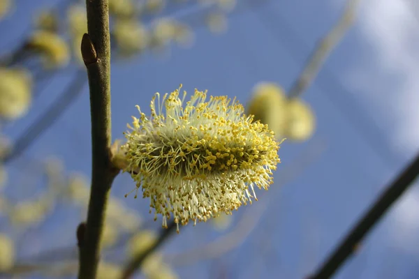 Goat Willow Also Known Pussy Willow Salix Caprea Pollen Producing — Stock Photo, Image