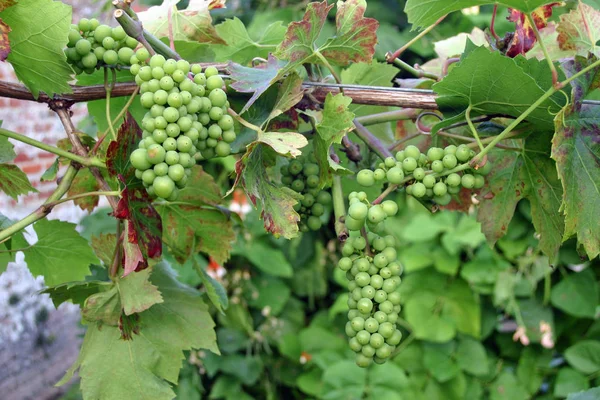 Несколько Пучков Зеленого Винограда Свисающего Виноградной Лозы — стоковое фото