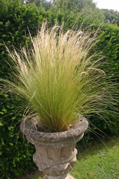 Ornamental Flowering Grass Stone Jardiniere Background Hedge Grass Lawn — Stock Photo, Image