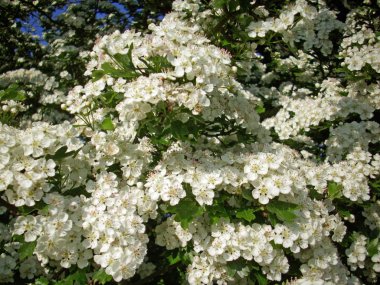 Beyaz alıç (Crataegus bitkisinden) ağaç çiçek bahar tam Bloom. Gösterilen küçük bir mavi gökyüzü ile arka plan bitki yaprakları.