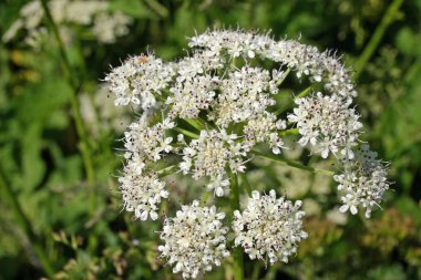 Bir umbel ortak hogweed (Heracleum sphondylium) çiçek görünümünü kapatın. Arka plan bulanık bitki.