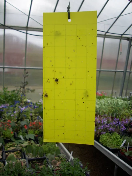 Sarı yapışkan sinek kağıt tuzak bir sera çatıdan asılı böcekler için.