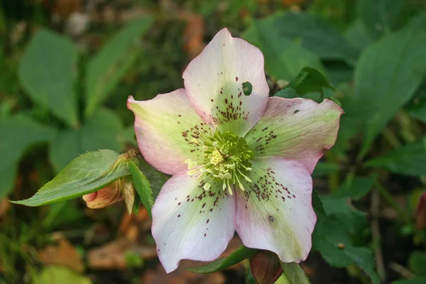 Vita Hellebore Blomma Med Rosa Och Gröna Markeringar Prydnadsväxter Skogsmark — Stockfoto