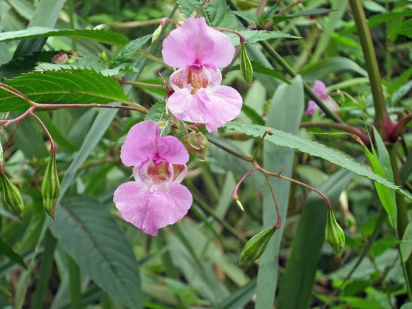 Two Flowers Explosive Seed Pods Invasive Weed Himalayan Balsam Impatiens — Stock Photo, Image