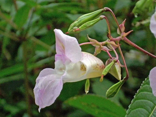 Tek çiçek, invaziv ot, Himalaya balsam (Impatiens Tagetes) sol ve patlayıcı tohum pods karşı karşıya. Yaprakların bir arka plan bir bataklık büyüyen.