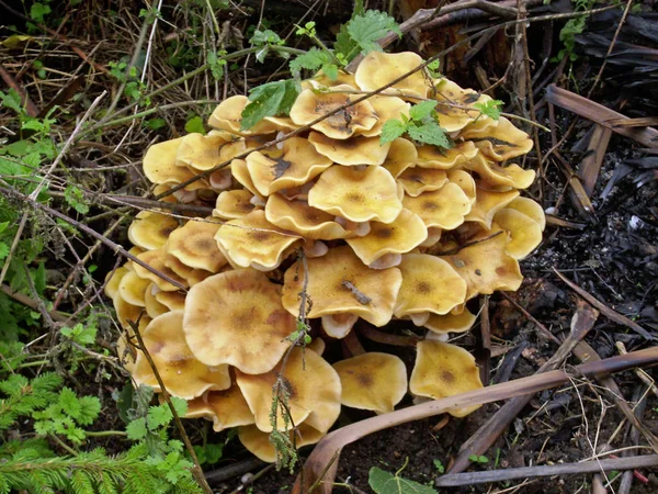 ナラタケ属植物 イラクサの腐食の背景の木の成長 — ストック写真