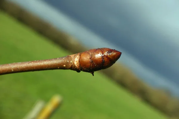 Horse Chestnut Aesculus Hippocastanum Tree Sticky Bud Blurred Background Fields — Stock Photo, Image