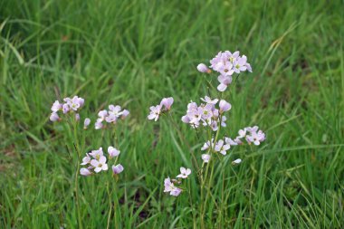 Pembe kızlar gurup senide bir çayır çimenin arka plan ile (Cardamine pratensis) çiçekler.