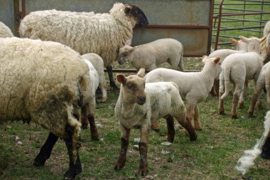 Koyun ve kuzu bir çim alanda metal kalem.