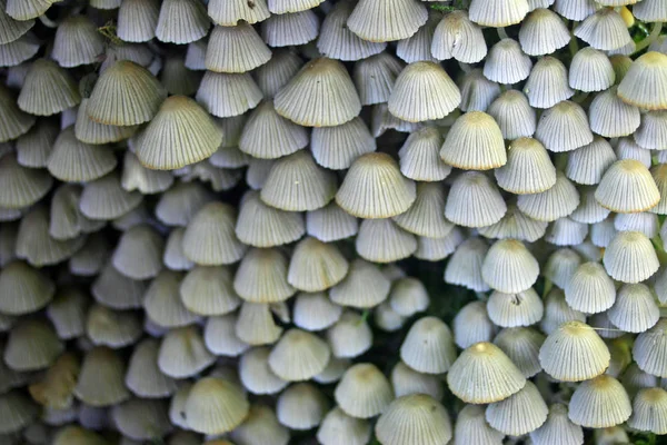 Cogumelos Chapéu Tinta Cinza Pequeno Espécies Coprinus Tronco Árvore — Fotografia de Stock