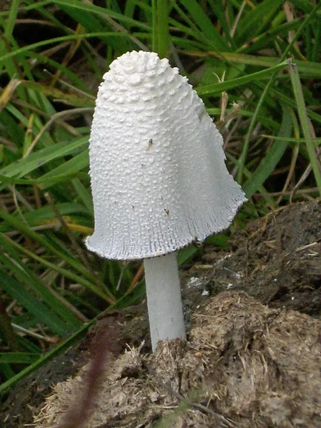 Ink Cap Mushroom Growing Dung Village Bourdeaux Drome Valley France — Stock Photo, Image