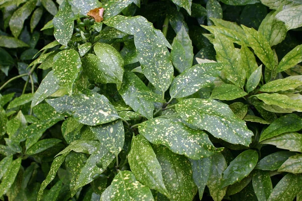 Yeşil yaprakları sarı ile Japon lauel (Aucuba japonica) funda benekli.