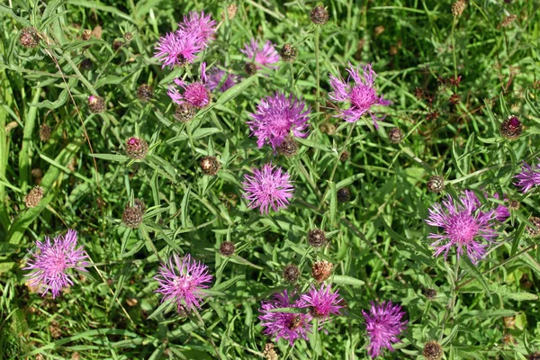 Çiçek çiçek tomurcukları ve diğer çayır bitki örtüsü içinde belgili tanımlık geçmiş ile büyük knapweed (Centaurea scabiosa).
