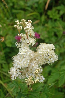 Yaprakların bir arka plan ile erkeç sakalı (Filipendula ulmaria) çiçek küme.