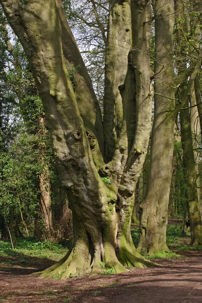 Großer Alter Mehrstämmiger Baum Mit Fäulnislöchern Und Pilzbefall Einem Wald — Stockfoto