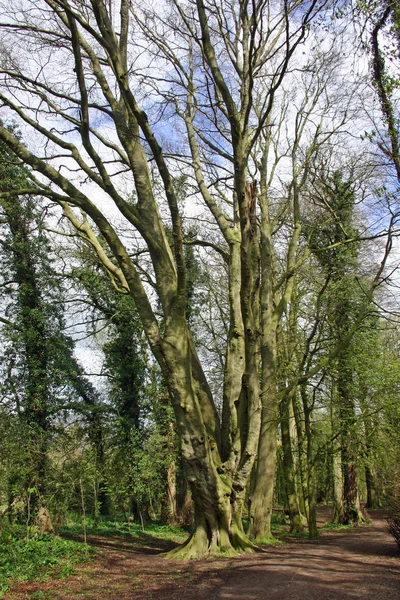 Großer Alter Mehrstämmiger Baum Mit Fäulnislöchern Und Pilzbefall Einem Waldstück — Stockfoto