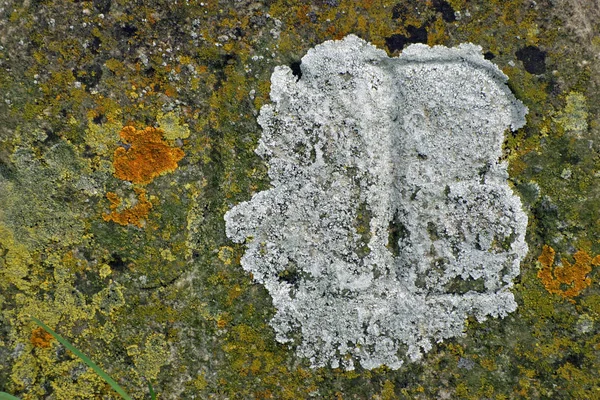 Grüne Graue Und Orangefarbene Algen Und Flechten Auf Einem Stein — Stockfoto