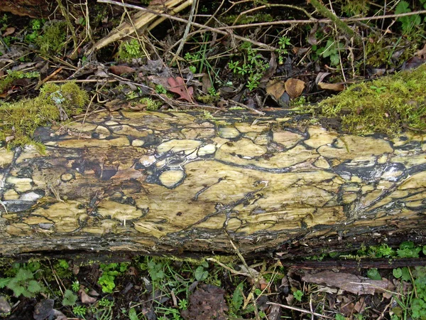 Faulender Baumstamm Auf Dem Boden Liegend Durch Den Schwarzer Pilz — Stockfoto